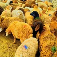 انواع گوسفند محلی چاق برای قربانی|حیوانات مزرعه|قم, انسجام|دیوار