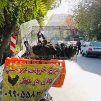مرغ و خروس برای قربانی و قربونی