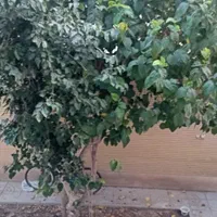 فروش ویلایی ۳طبقه مجزا ۳۴۰متر زیر بنا|فروش خانه و ویلا|اصفهان, دستگرده|دیوار