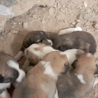 چند عدد توله سرابی اصل