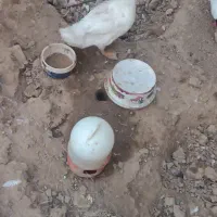 جوجه خروس و مرغابی|حیوانات مزرعه|شیراز, شهرک صادقیه|دیوار