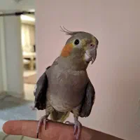 عروس هلندی ماده و دستی