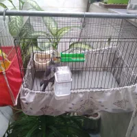 عروس هلندی نر سخنگو به فروش میرسد|پرنده|سنقر, |دیوار