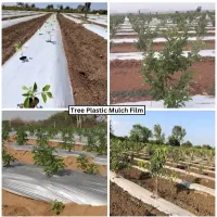 کاور پلاستیکی مالچ درختان پسته|خدمات باغبانی و درختکاری|رفسنجان, |دیوار