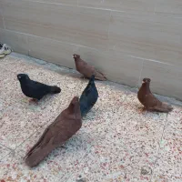 کبوتر صرب|پرنده|اهواز, کوی رمضان|دیوار