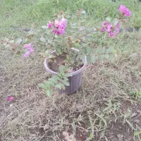 توری|گل و گیاه طبیعی|خمینی‌شهر, |دیوار