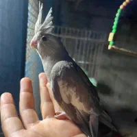 فروش عروس هلندی وات فیس