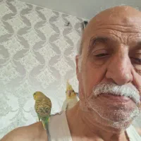 حراج پرنده|پرنده|گلبهار, شهر جدید گلبهار|دیوار