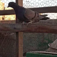 کبوتر.کفتر|پرنده|کرج, کمال‌شهر|دیوار