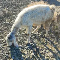 بز کهره نری