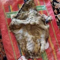 فروش خیگ