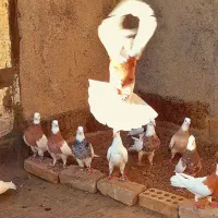 کبوتر ابلق کربلای طوقی رنگه