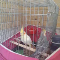 عروس هلندی