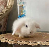 خرگوش نر سالم واکسن خورده