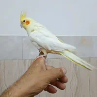 عروس هلندی ماده