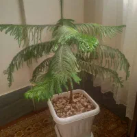 گل ( کاج مطبق)