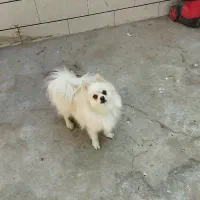 سگ پامر ماده|سگ|جیرفت, |دیوار