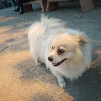 سگ آپارتمان