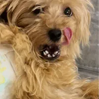 پودل های عروسکی قشنگ‌من|سگ|اسالم, |دیوار