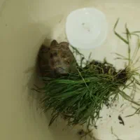 لاک پوشت رایگان