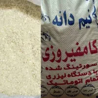 خورده برنج دره یک کامفیروزی