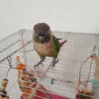 فروش گرینچک ۱ساله باقفس