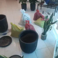 ویزیت گل گیاه در منزل تعویض خاک گیاه پزشکی نگهداری|گل و گیاه طبیعی|مشهد, صیاد شیرازی|دیوار