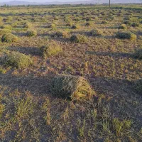 یونجه خشک با دست بندی شده