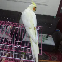 عروس هلندی لوتینو ماده رام شش ماهه مست مست