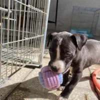 پیت بول اِستافوردشایر|سگ|کرج, فاز ۳ مهرشهر|دیوار