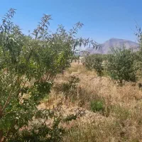 باغ ۸۰۰ متری|فروش زمین و ملک کلنگی|دهاقان, |دیوار