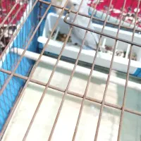 جفت طوطی برزیلی|پرنده|آبادان, |دیوار