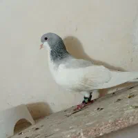 یال سبز نر