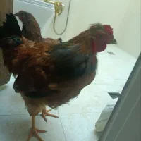 خروس محلی
