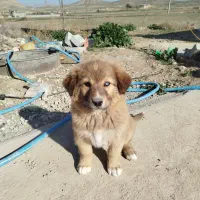 سگ نژاد دار