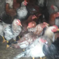 خروس جوان|حیوانات مزرعه|خوی, |دیوار