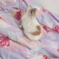 خرگوش کوچولو|موش و خرگوش|ماهدشت, |دیوار