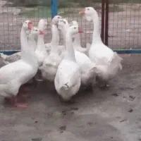 سلام دوستان عزیز قوغاز آوردم برای بروش|حیوانات مزرعه|آق قلا, |دیوار