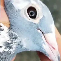 کبوترپلاکی  جان اردن