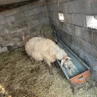 حیوانات مزرعه