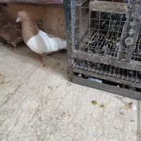 سینه ای زرد نر|پرنده|کرج, مطهری|دیوار