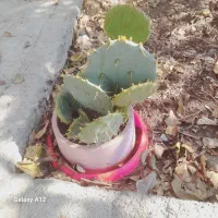 کاکتوس