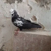 سبز دم سفید دم سیاه شهری قهوه ای|پرنده|شیراز, دروازه قران|دیوار