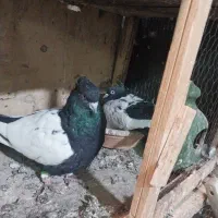 نداشتن وقت رسیدگی کم بود جا|پرنده|کرج, حسن آباد|دیوار