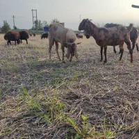 نر بز|حیوانات مزرعه|گرگان, |دیوار
