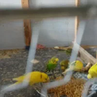 مرغ عشق های رام مست مست