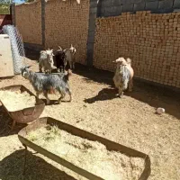 بزغاله‌‌نرتخمی درجه‌1|حیوانات مزرعه|رودشت (چهارمحال و بختیاری), |دیوار