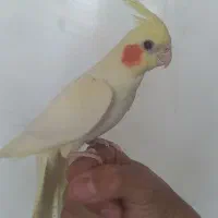 دستگاه جوجه کشی ۹۶ تایی