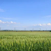 زمین کشاورزی با سند تک برگ روستای باشی