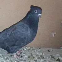 کبوتر زاغ|پرنده|قم, بلوار امین و ساحلی|دیوار